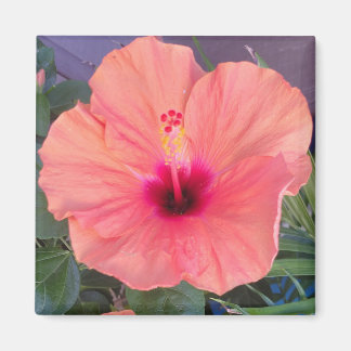 ÍMAN CASA HIBISCO