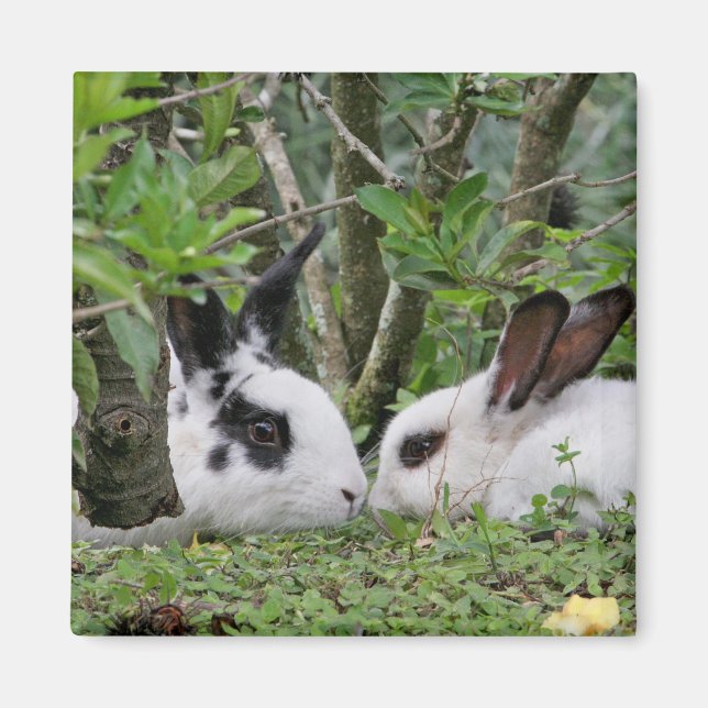 Íman Casal Bunny (Frente)
