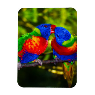 Íman Casal Colorido de Papagaios Beijando