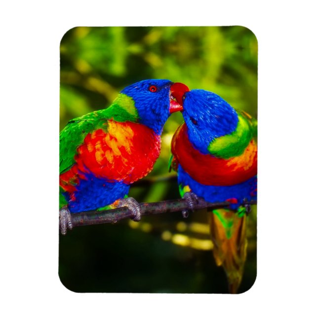Íman Casal Colorido de Papagaios Beijando (Vertical)