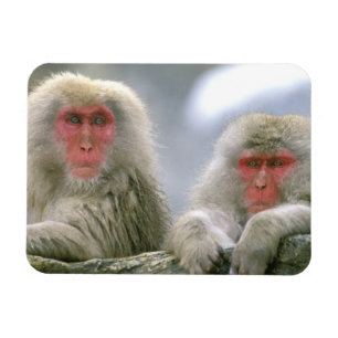 Íman Casal de Macaco Neve, Macaco Japonês,