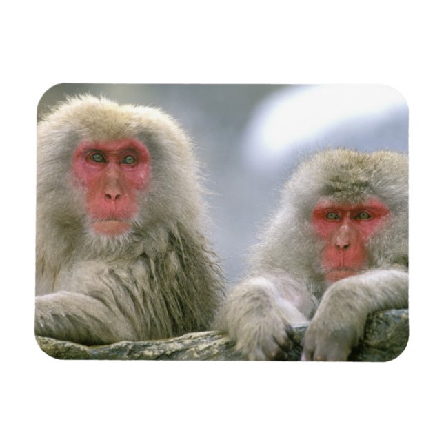Íman Casal de Macaco Neve, Macaco Japonês, (Horizontal)