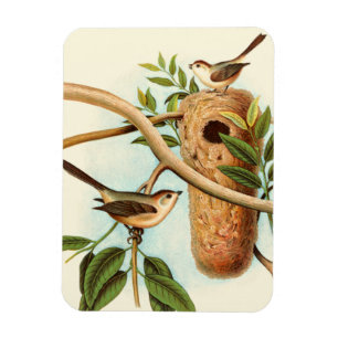 Íman Casal de pássaro em um ninho preso em uma ramifica