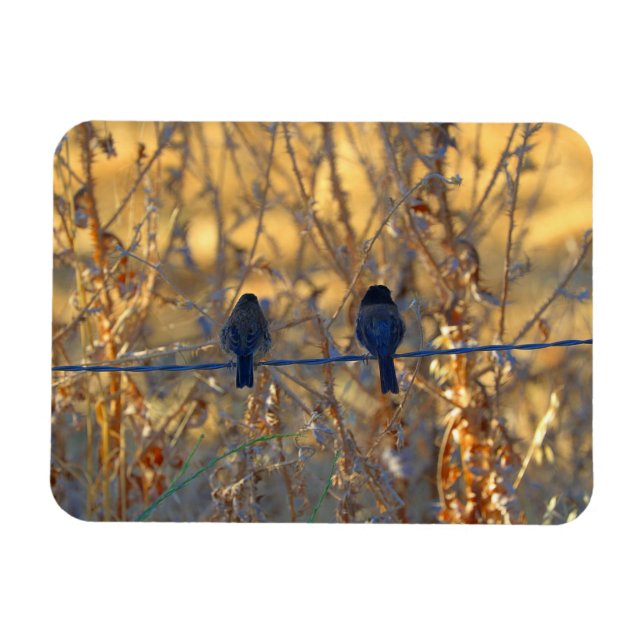 Íman Casal de pássaro pardal romântico num fio, 3" x 4" (Horizontal)