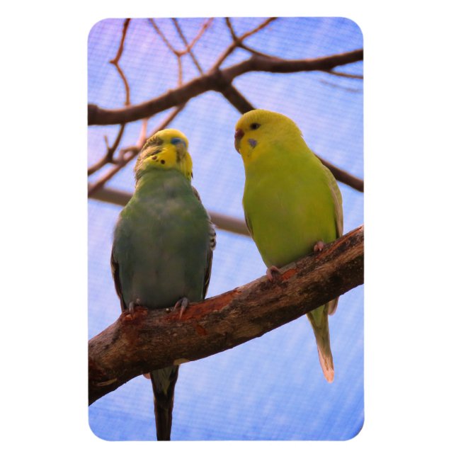 Íman Casal de periquito (Vertical)