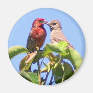 Íman Casal do passarinho de casa