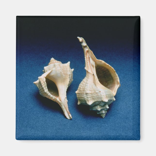 Íman Casca de Murex (Frente)