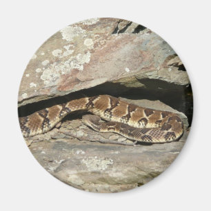 Íman Cascavel no Parque Nacional de Shenandoah