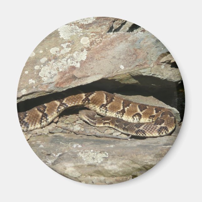 Íman Cascavel no Parque Nacional de Shenandoah (Frente)