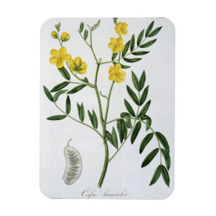 Íman Cássia de "Phytographie Medicale" por Joseph Roqu