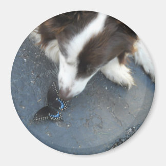 Íman Cassie e a borboleta