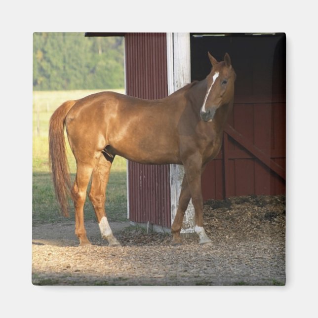 Íman Castanho (Frente)