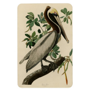 Íman Castanho Pelicano das Aves da América de Audubon