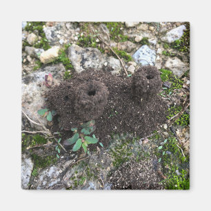 Íman Castelo Ant