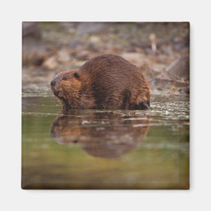 Íman castor, Castor canadensis, vai nadar