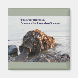 Íman Castor Engraçado