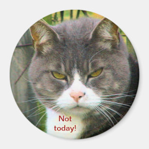 Íman CAT IRRITADO engraçado que diz, "NÃO HOJE! "