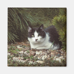 Íman Cat. Shorthair - Magnet