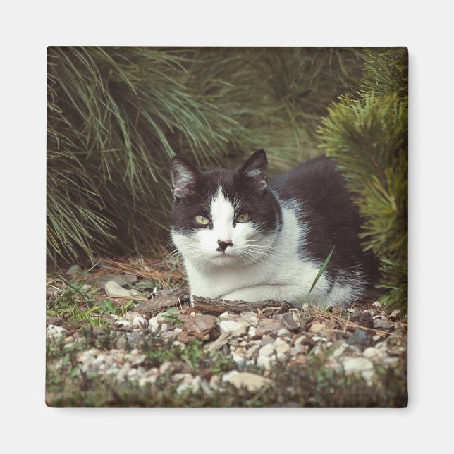 Íman Cat. Shorthair - Magnet (Frente)