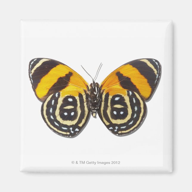 Íman Catagramma (Frente)