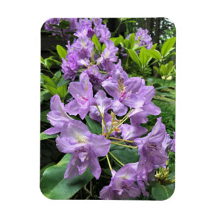 Íman Catawbiense Boursault Rhododendrons, Oregon