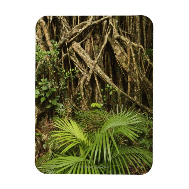 Íman Catedral Fig, Yungaburra, Atherton Tableland (Vertical)