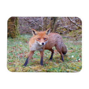 Íman Cativante Cena de Raposa Vermelha na Floresta Arte