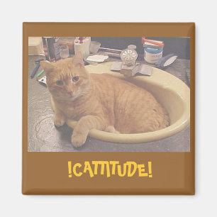 Íman ! CATTITUDE! , (ou porque eu não posso limpar) í