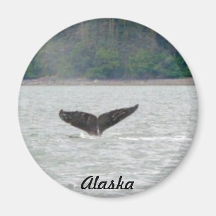 Íman Cauda da baleia de Alaska