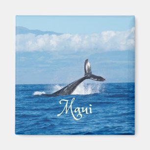 Íman Cauda de Baleia Oceânica Maui Havaí