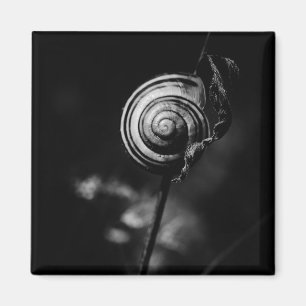 Íman cauda de caracol