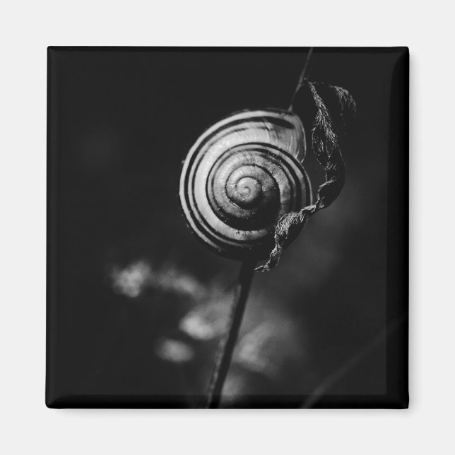 Íman cauda de caracol (Frente)