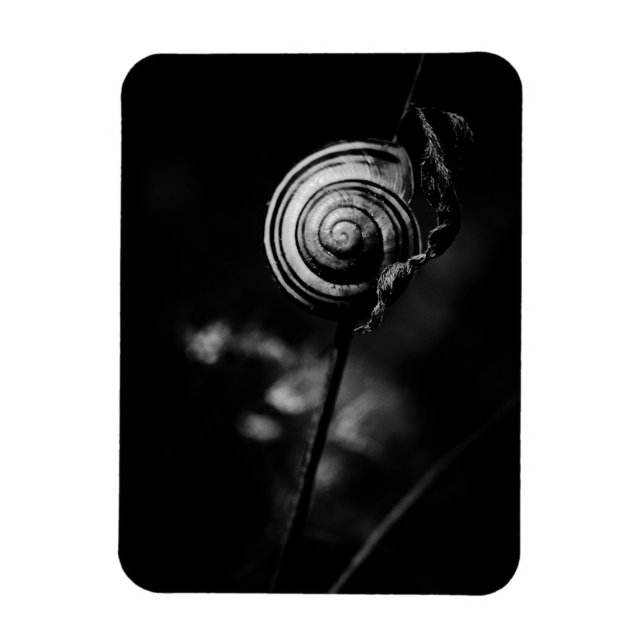 Íman cauda de caracol (Vertical)