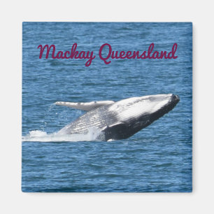 ÍMAN CAUDA MACKAY QUEENSLAND AUSTRÁLIA DA BALEIA DE