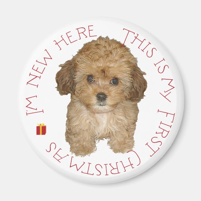 Íman Cavachon Filhote Primeiro Natal (Frente)