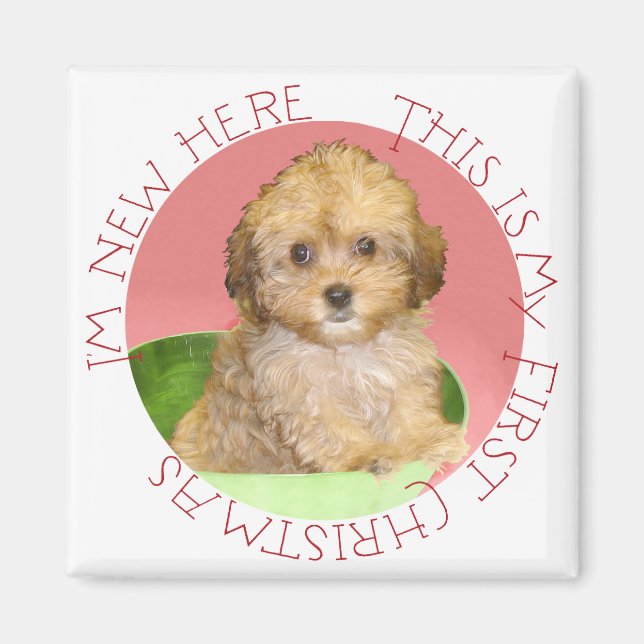 Íman Cavachon Filhote Primeiro Natal (Frente)