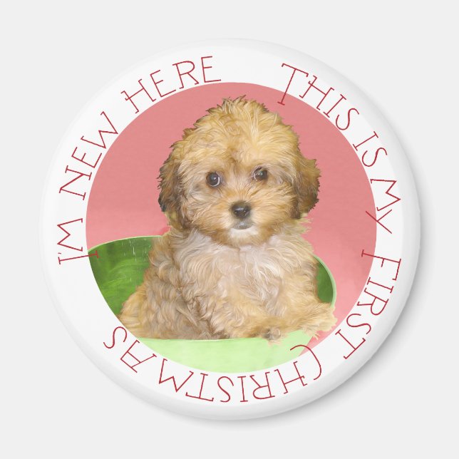 Íman Cavachon Filhote Primeiro Natal (Frente)