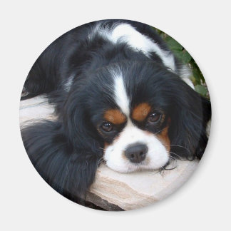 Íman Cavalier King Charles