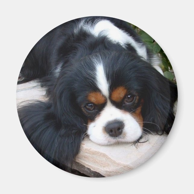 Íman Cavalier King Charles (Frente)