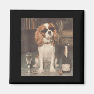Íman Cavalier King Charles Bebendo Champanhe Engraçado