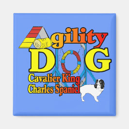 Íman Cavalier_King_Charles_Spaniel_Agilidade