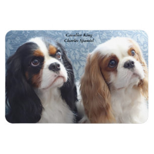 Íman Cavalier King Charles Spaniel Flexible Magnet