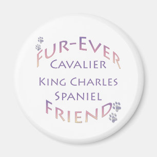 Íman Cavalier King Charles Spaniel Fuere