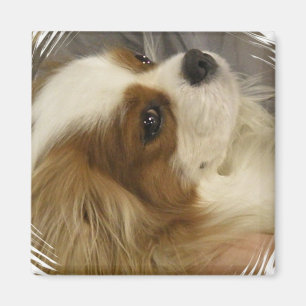 Íman Cavalier King Charles Spaniel Magnet