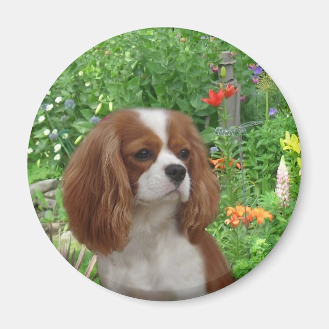 Íman Cavalier King Charles Spaniel Magnet (Frente)