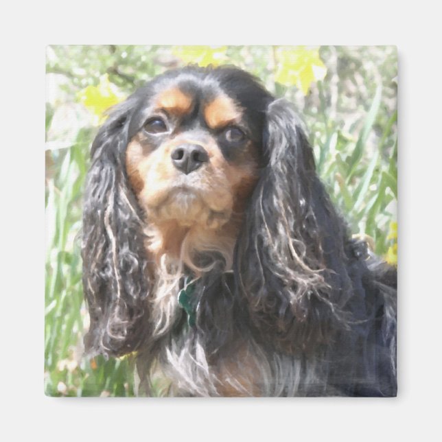 Íman Cavalier King Charles Spaniel Pintado (Frente)