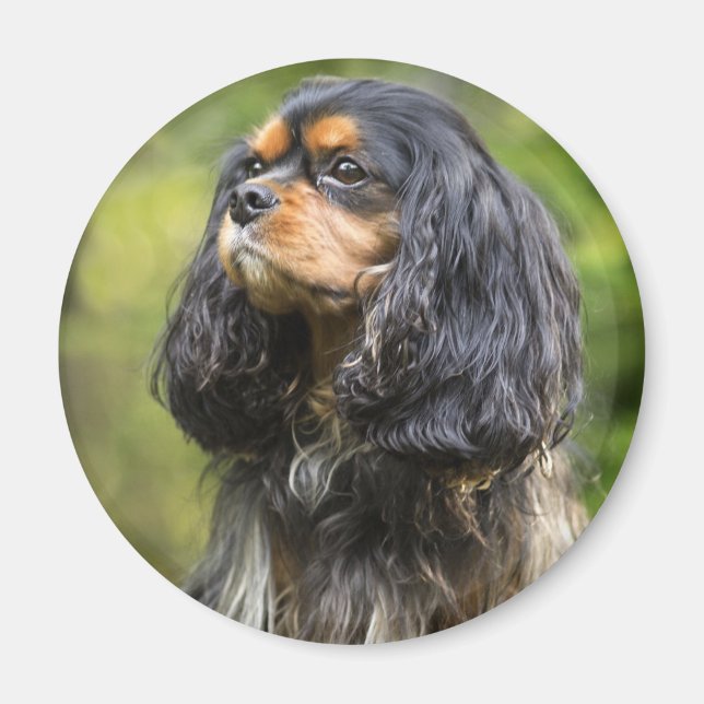 Íman Cavalier King Charles Spaniel Real (Frente)