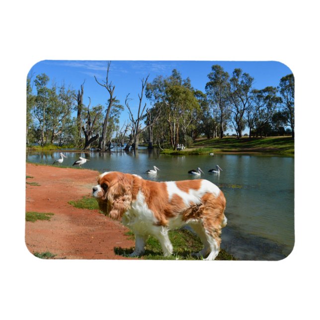 Íman Cavalier Spaniel E Pelicanos, (Horizontal)