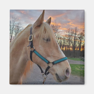 Íman Cavalo