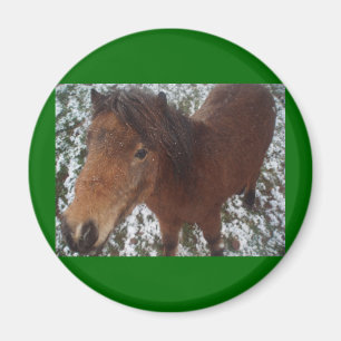 ÍMAN CAVALO
